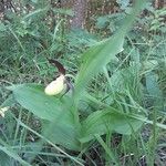 Cypripedium calceolus Habitus