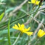 Hieracium scouleri