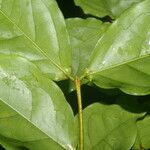 Malpighia albiflora Листок