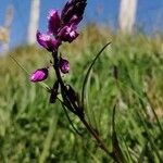 Polygala nicaeensis Flower