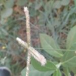 Dactyloctenium aegyptium Fruit