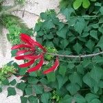 Erythrina corallodendron പുഷ്പം