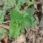 Aristolochia paucinervis List