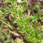 Symphyotrichum ericoides برگ