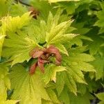 Acer shirasawanum Fruto