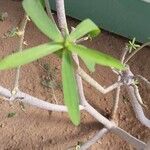 Euphorbia balsamifera Leaf