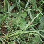 Daucus muricatus Habit