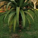 Aloe marlothii Yeri