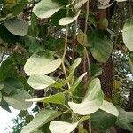 Cordia myxa Leaf