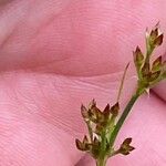 Juncus acutiflorus Virág