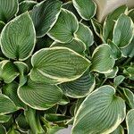 Hosta plantagineaList