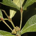 Psychotria psychotriifolia Blad