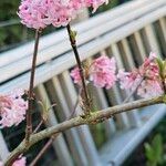 Viburnum farreriFlower