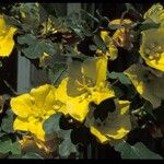 Fremontodendron californicum ফুল