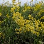 Galium verumFlower