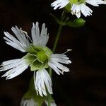 Silene stellata Floare