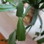 Schlumbergera bridgesii Fulla