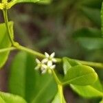 Zanthoxylum asiaticum फूल