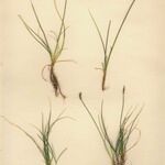 Carex pyrenaica Staniste