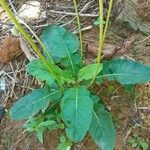 Chaptalia nutans Yaprak