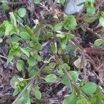 Arenaria serpyllifolia Blatt