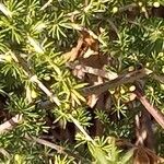 Asparagus acutifolius 叶