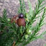 Dacrycarpus vieillardii Fruit