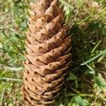 Picea abiesফল