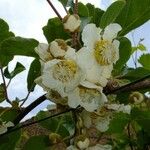 Actinidia deliciosa Diğer