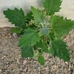 Chenopodium ficifolium Lehti