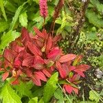 Polygonum cognatum Flor