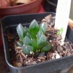 Haworthia cooperiLeaf