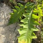 Sonchus congestus Blatt