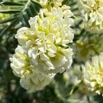 Anthyllis barba-jovis Blomma