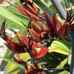 Phormium tenax പുഷ്പം