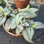 Strobilanthes auriculata Хабит