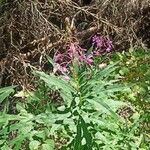 Epilobium dodonaeiЦветок