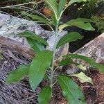Oxera coriacea Hábito