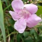 Fridericia platyphylla Flower