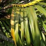 Grammatophyllum speciosum Blad