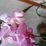 Ionopsis utricularioides Flower