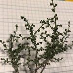 Artemisia herba-alba ഇല