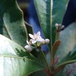Phelline lucida 花