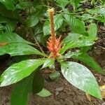 Aphelandra scabra Blüte