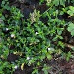 Rostellularia procumbens Habit