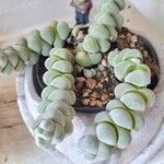 Crassula deceptor Leaf