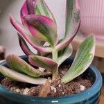 Cotyledon orbiculata Folha