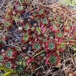 Sempervivum arachnoideum Blad