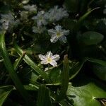 Nymphoides cristata Flor