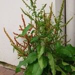 Rumex obtusifolius 形态